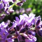 Lavender & Tea Tree Oil