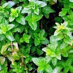 Peppermint